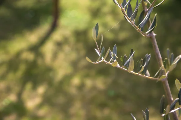 Olivenzweig Mit Schatten Auf Dem Gras Als Hintergrund Aus Nächster — Stockfoto
