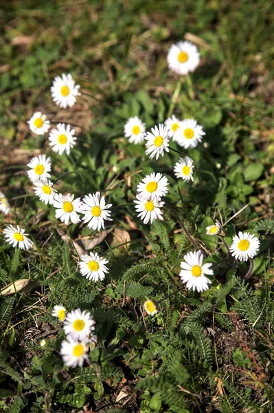 草丛中盛开的雏菊 — 图库照片