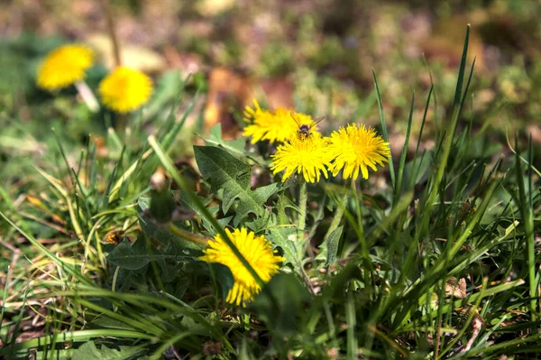 Bin Grupp Maskrosor Blom Sett Nära Håll — Stockfoto