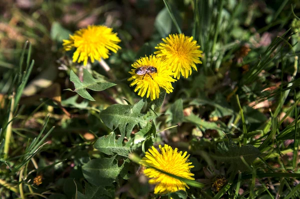 Bee Group Dandelions Bloom Seen Close — Foto de Stock