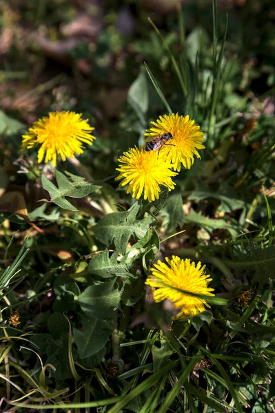 Bin Grupp Maskrosor Blom Sett Nära Håll — Stockfoto