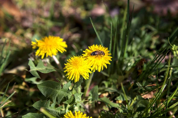 Méhecske Virágzó Pitypangok Egy Csoportján Közelről — Stock Fotó
