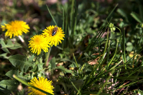 Bee Group Dandelions Bloom Seen Close — Foto de Stock