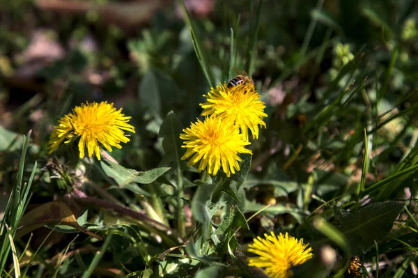 Biene Auf Einer Gruppe Löwenzahn Voller Blüte Aus Der Nähe — Stockfoto