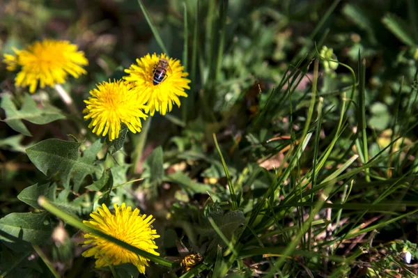Méhecske Virágzó Pitypangok Egy Csoportján Közelről — Stock Fotó