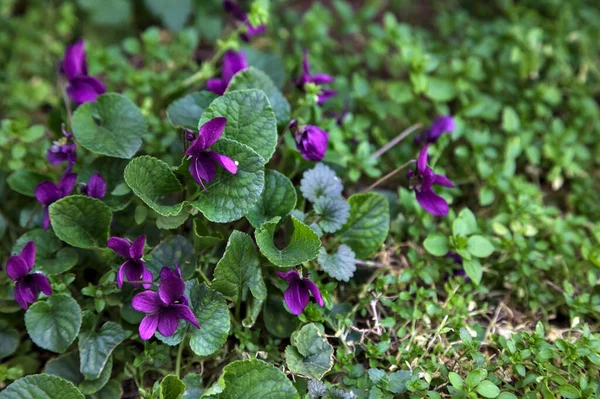 Çimenlerde açan menekşeler yakından görülüyor.