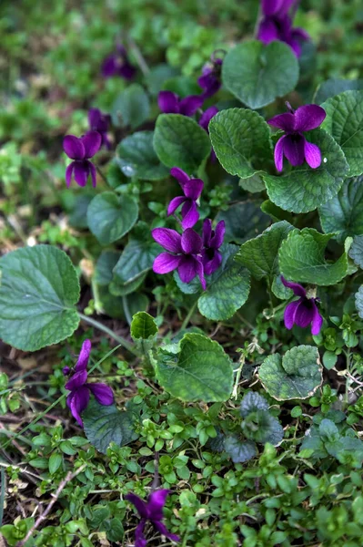 Çimenlerde açan menekşeler yakından görülüyor.