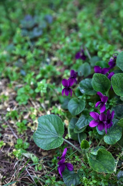 Violets Bloom Grass Seen Close — стоковое фото