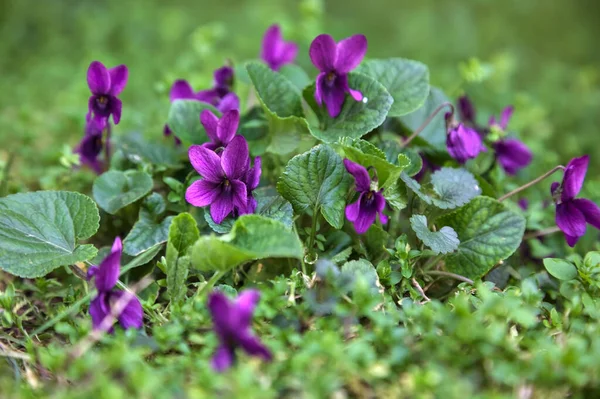 Çimenlerde açan menekşeler yakından görülüyor.