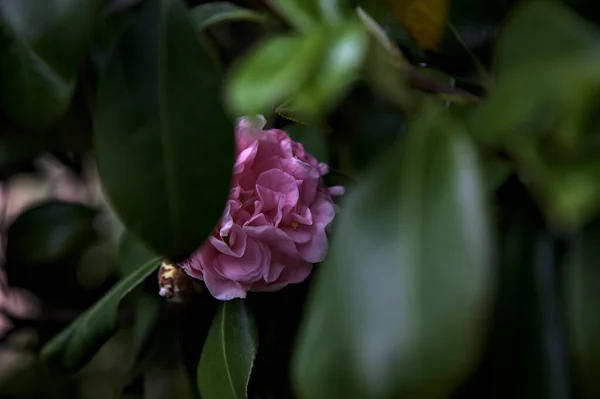 Azalea Flowers Bloom Seen Close — стокове фото