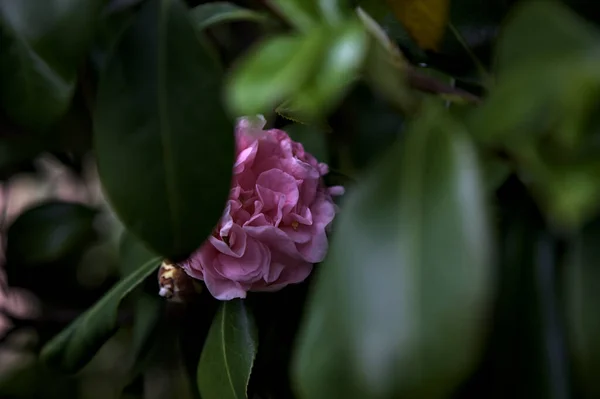 Azalea Blommor Blom Sett Nära Håll — Stockfoto