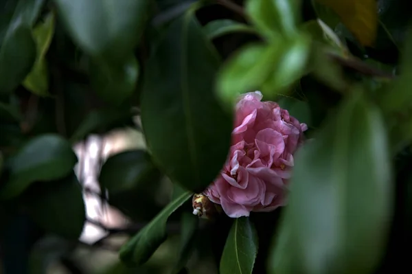 Azalea Flowers Bloom Seen Close — Foto de Stock