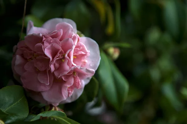 Azalea Flowers Bloom Seen Close — Foto de Stock