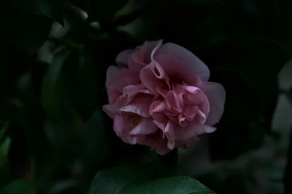 Azalea Flowers Bloom Seen Close — ストック写真