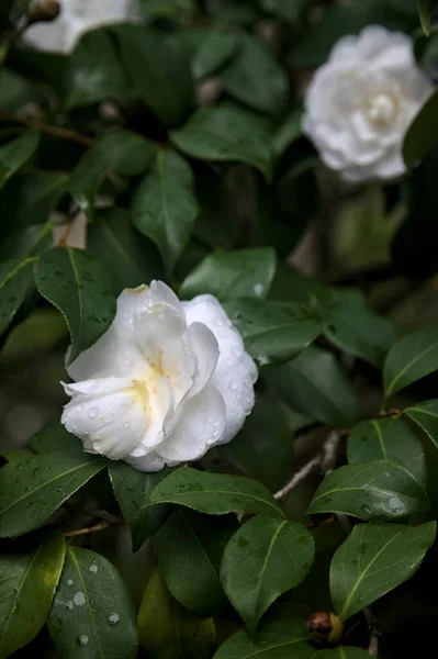 Gardenia flowers with rain drops on them seen up close