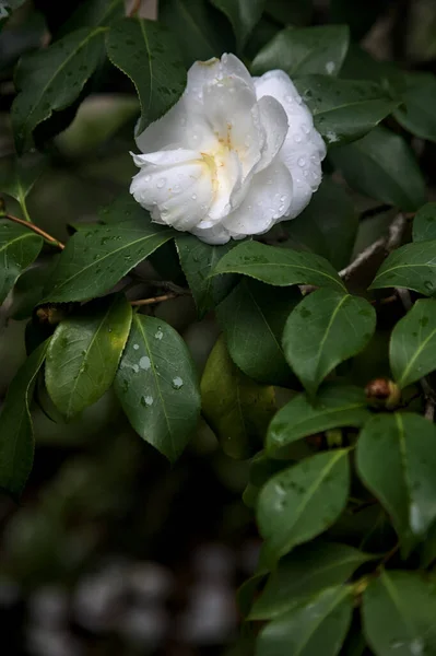 Gardenia flowers with rain drops on them seen up close