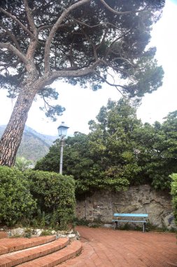 Bulutlu bir günde üzerinde sıralanmış bir deniz ağacı olan bir bahçede patika.