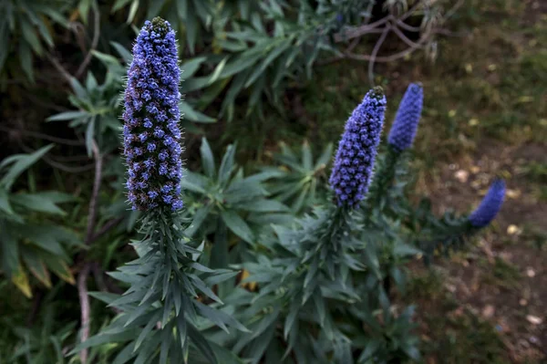 Vipers Bugloss Bloom Seen Close — 스톡 사진