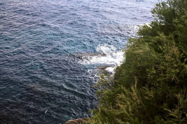 Sea Sunny Day Framed Trees Plants — Stockfoto