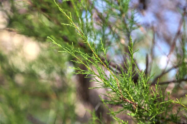 Branch Maritime Pine Seen Close — Stockfoto