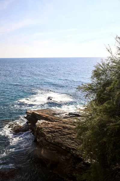 Sea Sunny Day Framed Trees Plants — Zdjęcie stockowe