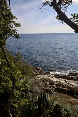 Ağaçlarla çevrili açık bir günde deniz