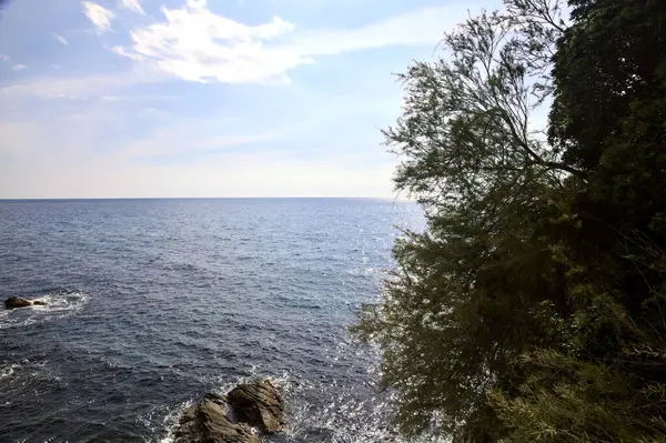 Sea Sunny Day Framed Trees Plants — Foto Stock