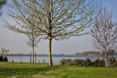 Güneşli bir günde ağaçlı bir gölün kıyısında