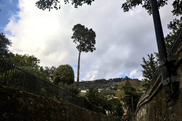 Árboles Parque Visto Por Callejón Con Cielo Como Fondo — Foto de Stock