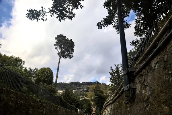 Arka planda gökyüzü olan bir ara sokakta görülen parktaki ağaçlar