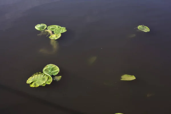 Lily pads on dirt water
