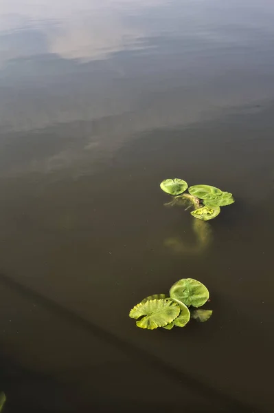 Lily Pads Dirt Water — Stockfoto