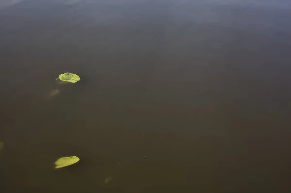 Lilienkissen Auf Schmutzwasser — Stockfoto