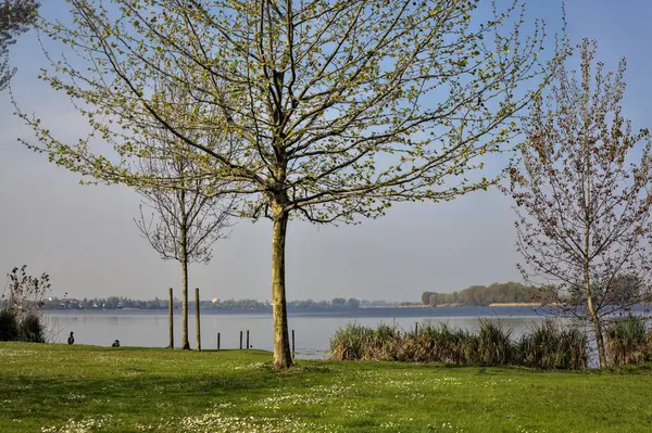 Güneşli bir günde ağaçlı bir gölün kıyısında
