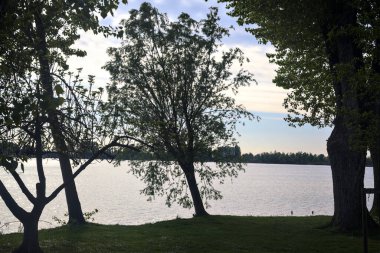 Gün batımında göl kıyısında suya doğru eğilen ağaç.