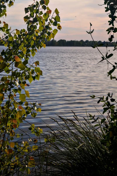 Lake Sunset Framed Fronds — Fotografia de Stock