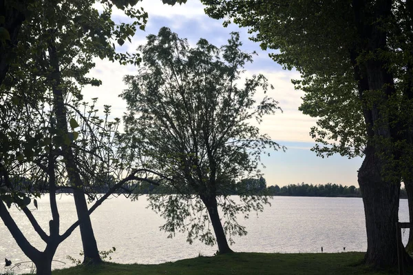 Träd Lutande Mot Vattnet Vid Sjön Vid Solnedgången — Stockfoto