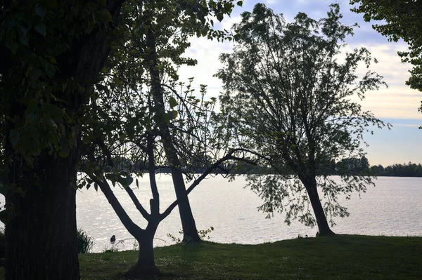 Drzewo Skłaniające Się Wodzie Nad Brzegiem Jeziora Zachodzie Słońca — Zdjęcie stockowe