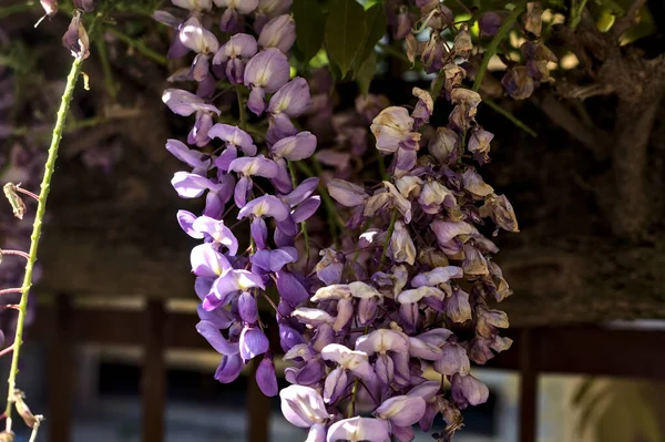 Wisteria eski bir çitin üzerinde büyüyor. Yakından görülüyor.