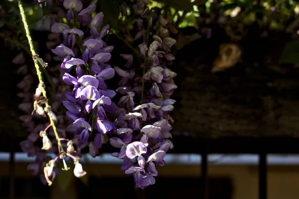 Wisteria Growing Old Fence Seen Close — Foto Stock