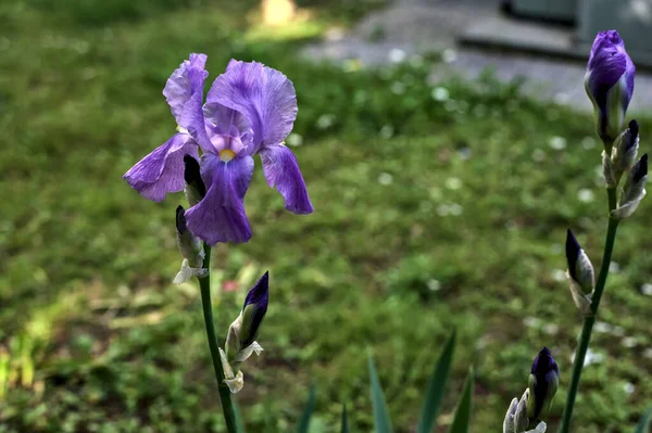 Iris Een Tuin Van Dichtbij Gezien — Stockfoto