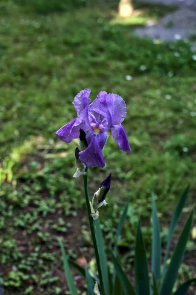 Iris Garden Seen Close —  Fotos de Stock