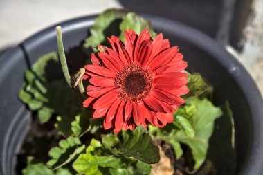 Kavanozda açan kırmızı gerbera