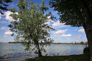 Güneşli bir günde yamuk bir ağaçla Lakeshore