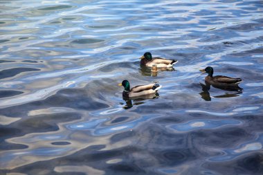 Göl kıyısındaki yaban ördeği sürüsü Yakından görülen bir ağacın yanında