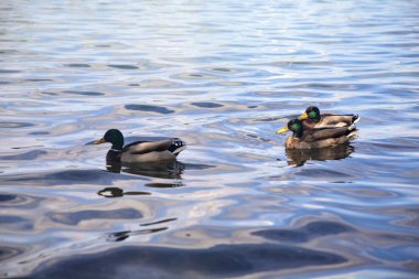 Göl kıyısındaki yaban ördeği sürüsü Yakından görülen bir ağacın yanında