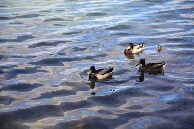 Göl kıyısındaki yaban ördeği sürüsü Yakından görülen bir ağacın yanında