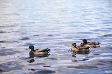 Göl kıyısındaki yaban ördeği sürüsü Yakından görülen bir ağacın yanında