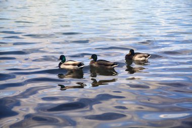 Göl kıyısındaki yaban ördeği sürüsü Yakından görülen bir ağacın yanında