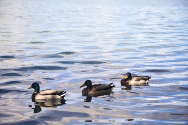 Göl kıyısındaki yaban ördeği sürüsü Yakından görülen bir ağacın yanında